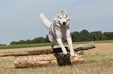 SIBERIAN HUSKY 059
